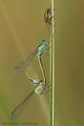 Grosse Pechlibelle